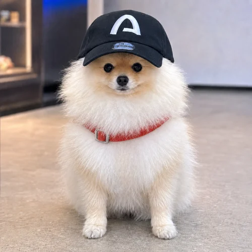 ARCDOG