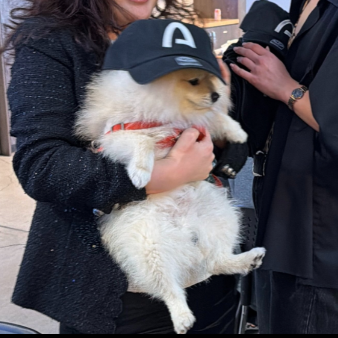 Arcdog